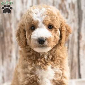 Katrina, Mini Labradoodle Puppy